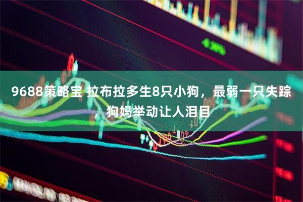 9688策略宝 拉布拉多生8只小狗，最弱一只失踪，狗妈举动让人泪目